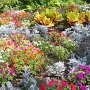Courtesy: Aditi Majumdar from North Carolina<br />A Colorful Garden that makes life so much brighter...